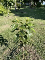 Pisonia taina