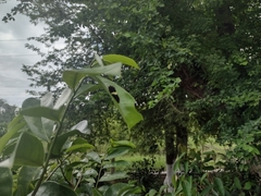 Mimoides ilus branchus