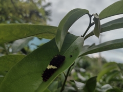 Mimoides ilus branchus