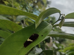 Mimoides ilus branchus