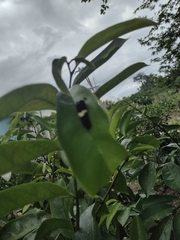 Mimoides ilus branchus