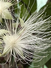 Barringtonia racemosa