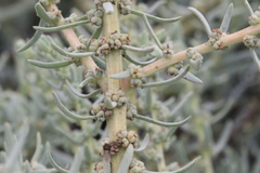 Suaeda taxifolia