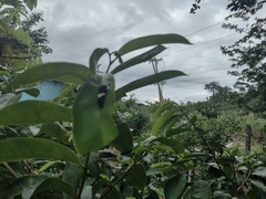 Mimoides ilus branchus