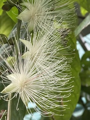 Barringtonia racemosa