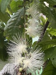 Barringtonia racemosa