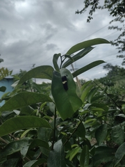 Mimoides ilus branchus