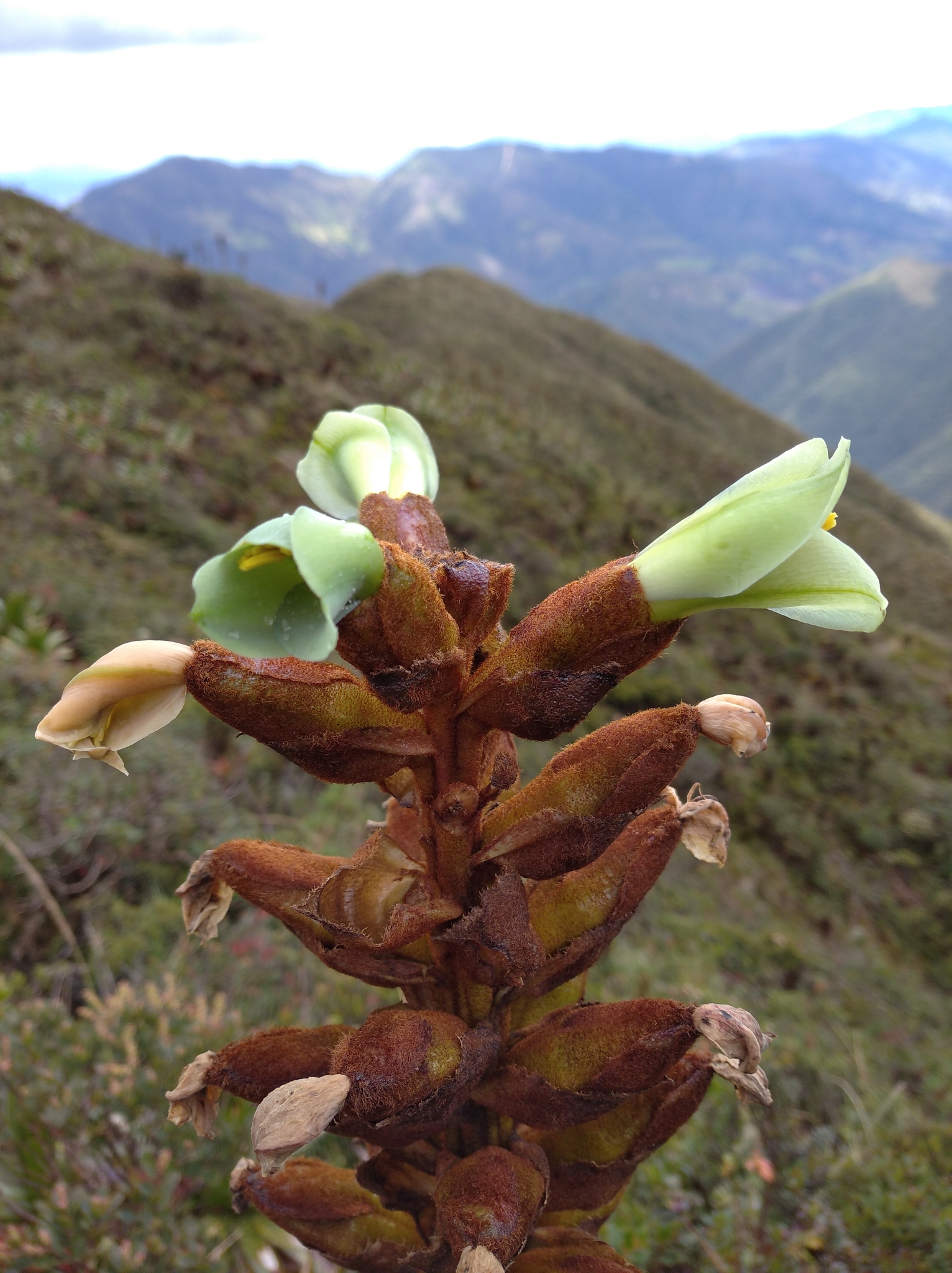 Puya nitida image