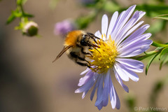 Bombus pascuorum