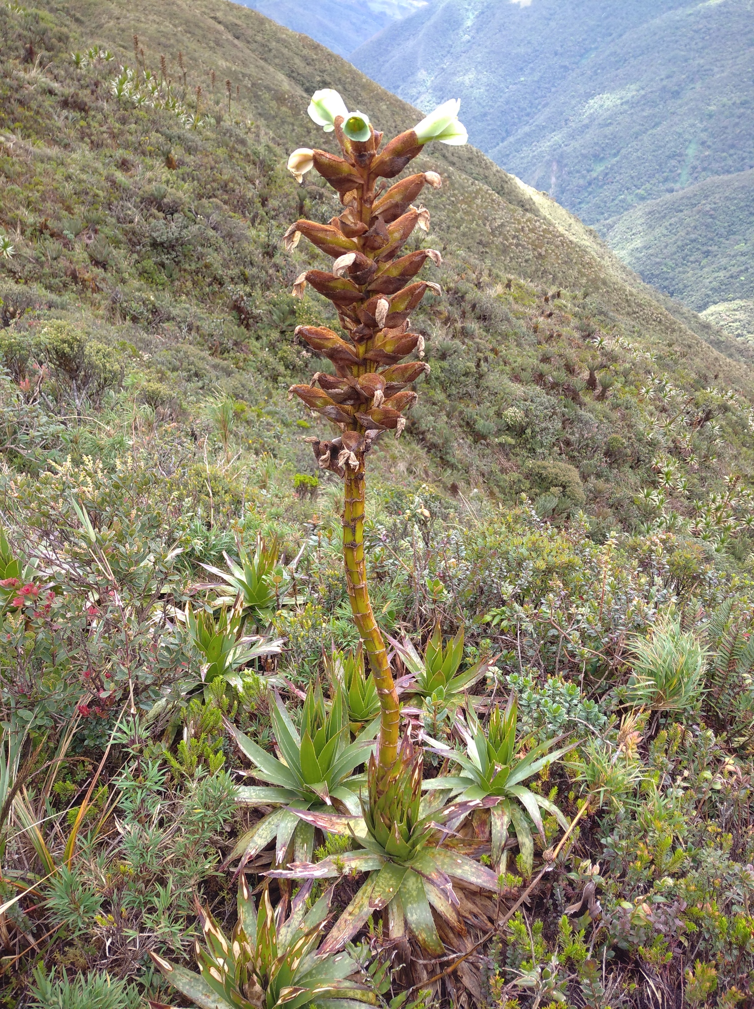 Puya nitida image