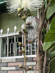 Barringtonia racemosa