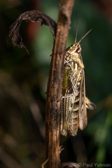 Chorthippus brunneus
