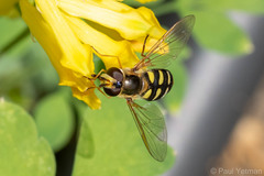 Eupeodes luniger