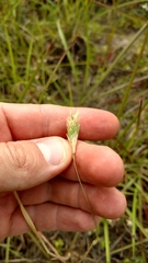 Phalaris caroliniana
