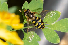 Eupeodes luniger