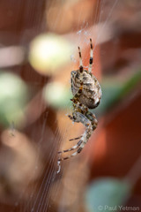 Araneus diadematus