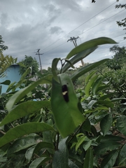 Mimoides ilus branchus