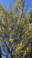 Hippophae rhamnoides