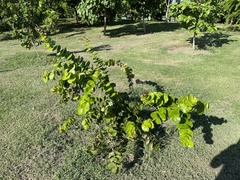 Psidium amplexicaule