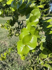 Psidium amplexicaule