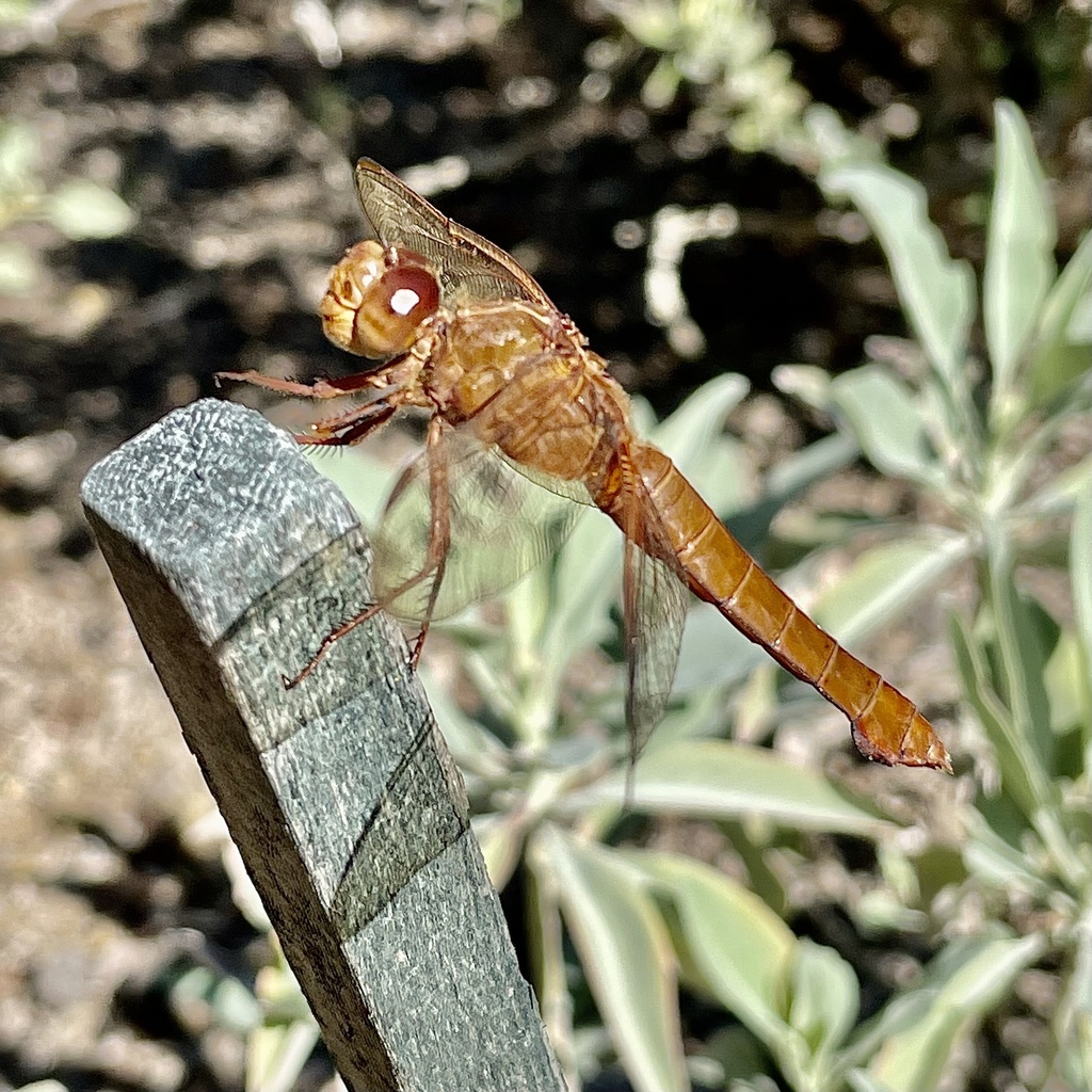Neon Skimmer