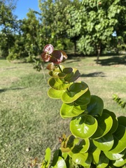 Psidium amplexicaule