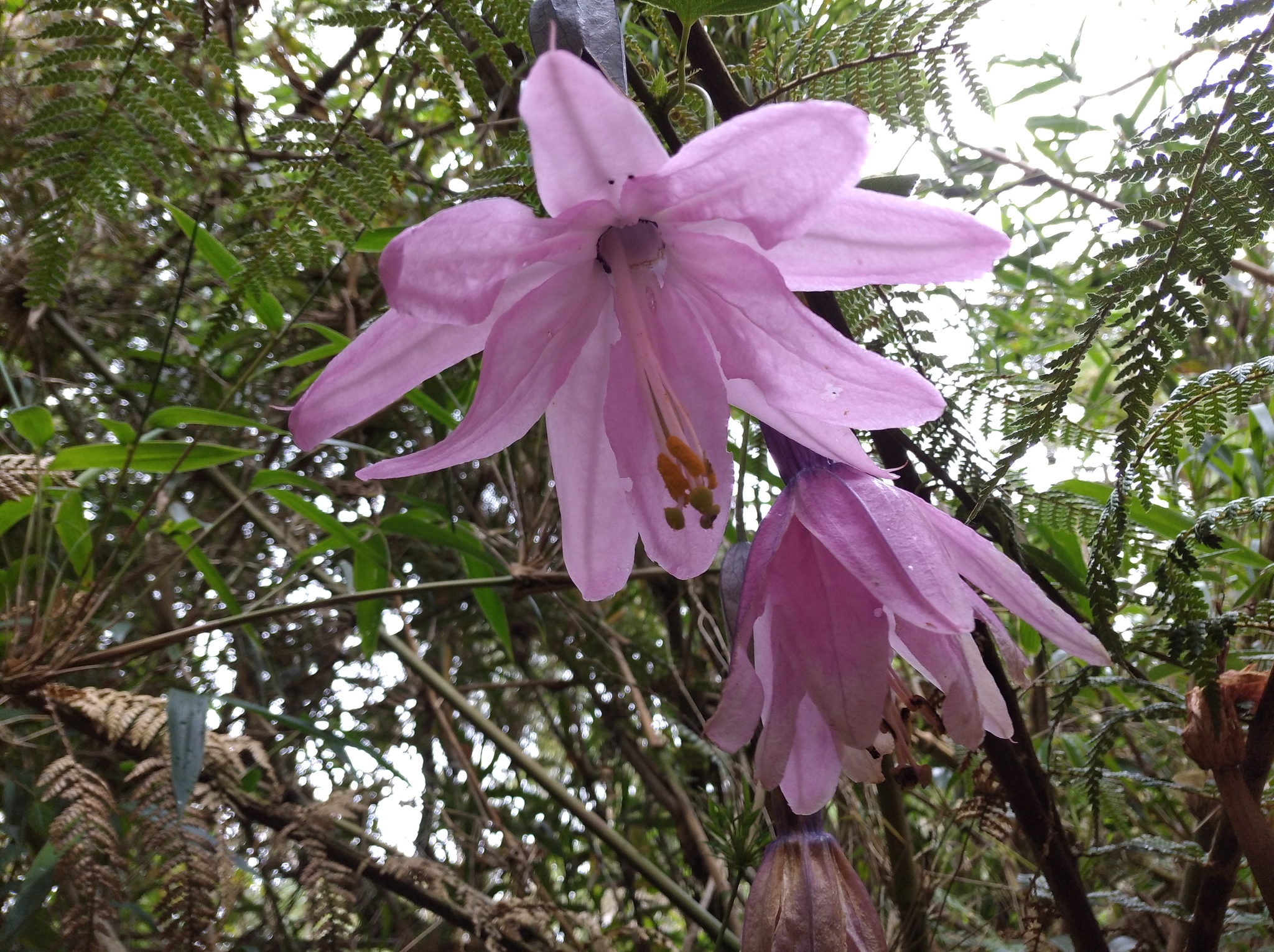 Passiflora loxensis image