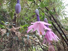 Image of Passiflora loxensis