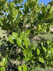 Eugenia sessiliflora