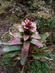 Guzmania gloriosa
