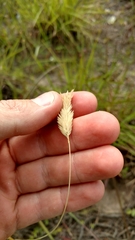 Phalaris caroliniana