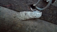 Hypercompe abdominalis