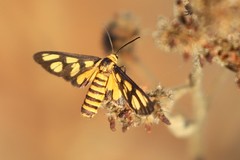 Amata trigonophora