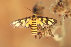 Amata trigonophora