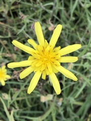 Cichorieae