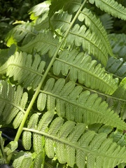 Diplazium striatum