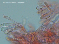 Typhula quisquiliaris