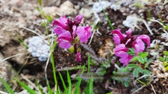 Pedicularis nordmanniana