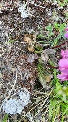 Pedicularis nordmanniana