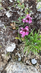 Pedicularis nordmanniana