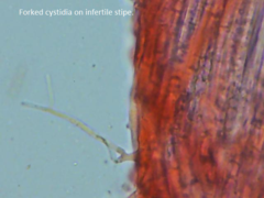 Typhula quisquiliaris