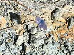 Pseudophilotes baton