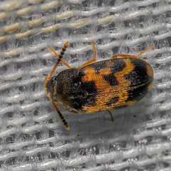 Mycetophagus flexuosus