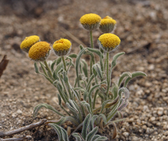 Erigeron aphanactis aphanactis