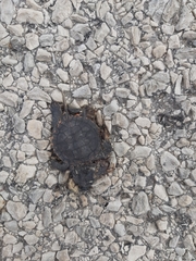 Chrysemys picta marginata