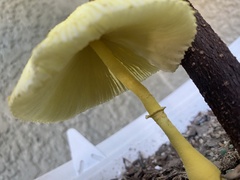 Leucocoprinus birnbaumii image