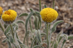 Erigeron aphanactis aphanactis