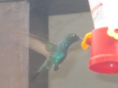 Chlorostilbon melanorhynchus