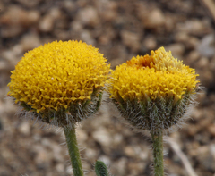 Erigeron aphanactis aphanactis