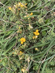 Pultenaea maritima